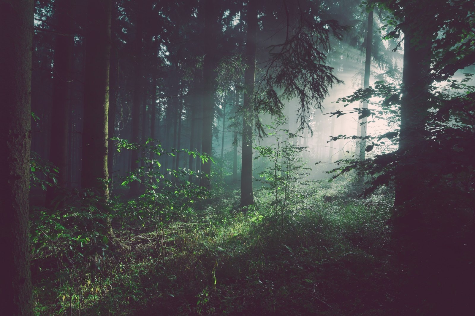 Leśna ścieżka prowadząca do Arvo Forest